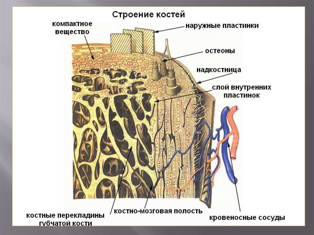 Чем покрыта кость снаружи. Компактное вещество и губчатое вещество. Тканевое строение трубчатой кости. Микроскопическое строение компактного вещества кости рисунок 23. Микроскопическое строение компактного вещества кости рисунок.