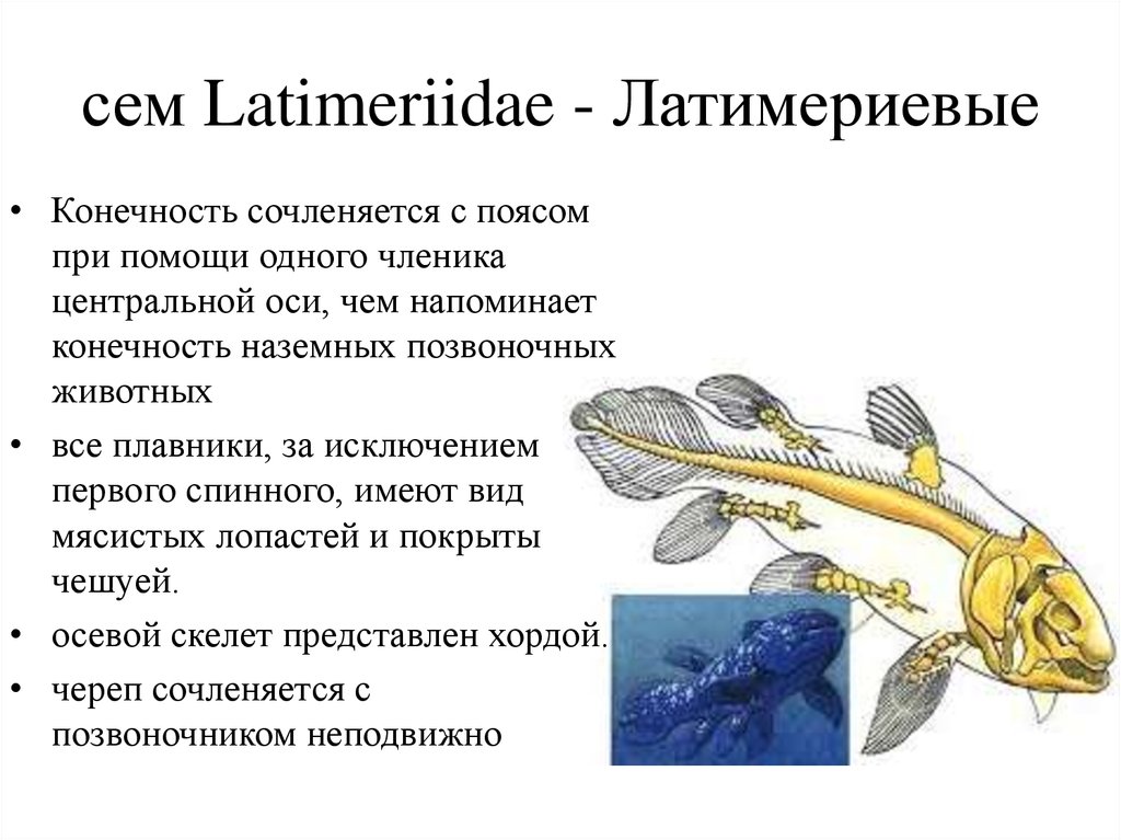 Лопастеперые рыбы