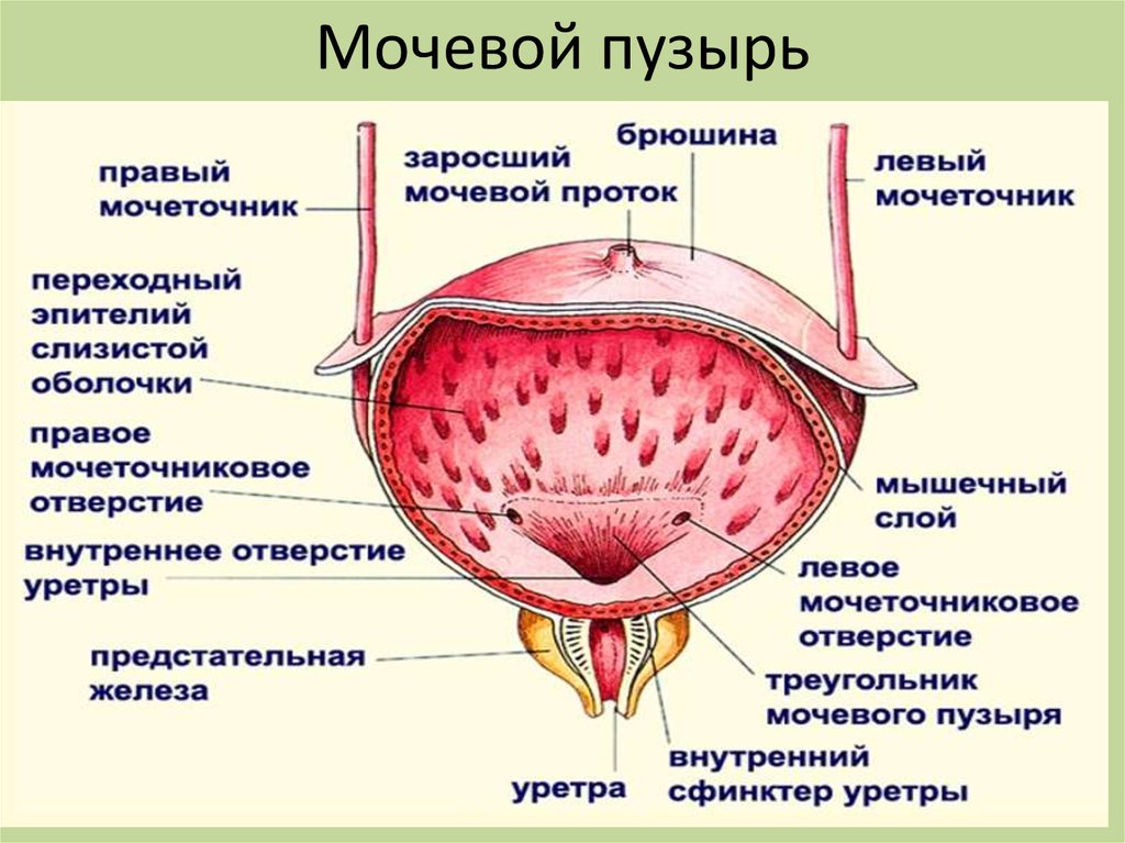 Слизистый орган. Мочевой пузырь строение расположение функции. Мочевой пузырь топография строение. Строение женского мочевого пузыря. Строение мочевого пузыря мышцы.