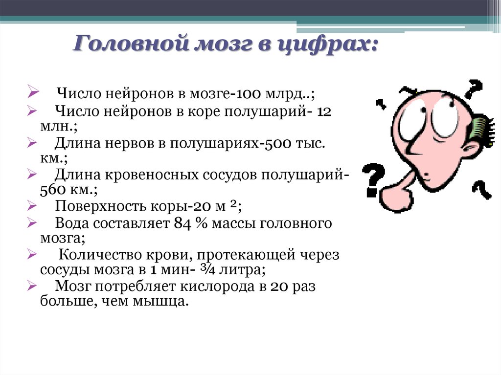 Цифры мозга. Мозг и цифры. Количество нейронов в коре головного мозга. Характеристики мозга в цифрах. Мозг цифры факты.