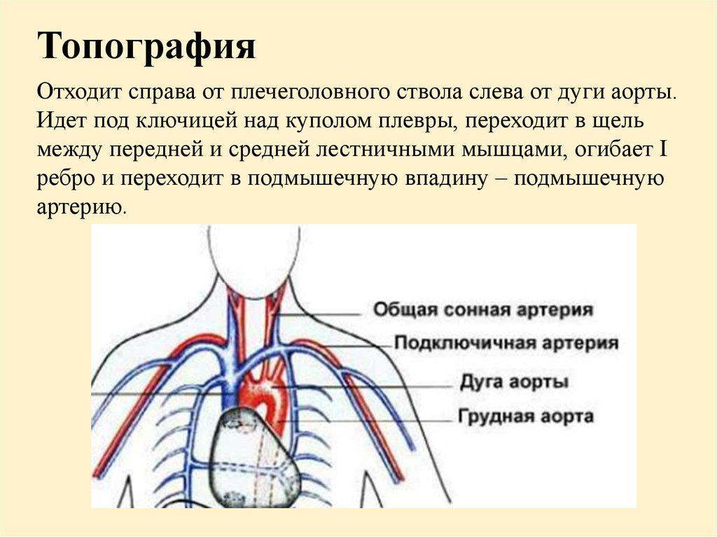 Откуда отходит. Плечеголовной ствол анатомия человека. Топография подключичной артерии. Плечеголовной ствол анатомия ветви. Правая и левая подключичные артерии.