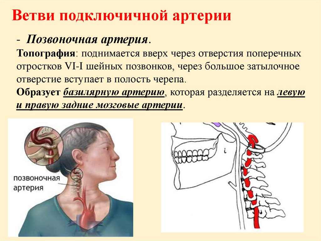 Правая позвоночная артерия. Топография подключичной артерии. Топография позвоночной артерии. Ветви подключичной артерии позвоночная. Позвоночная артерия ветвь артерии.