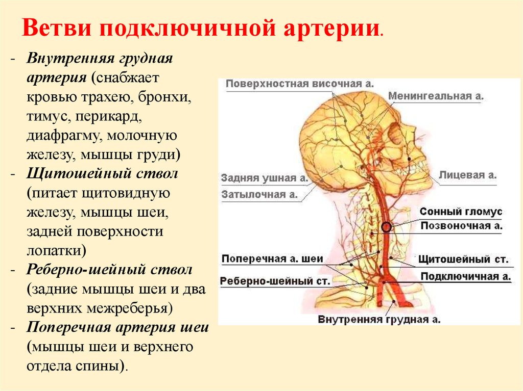 Где проходит подключичная артерия на шее фото