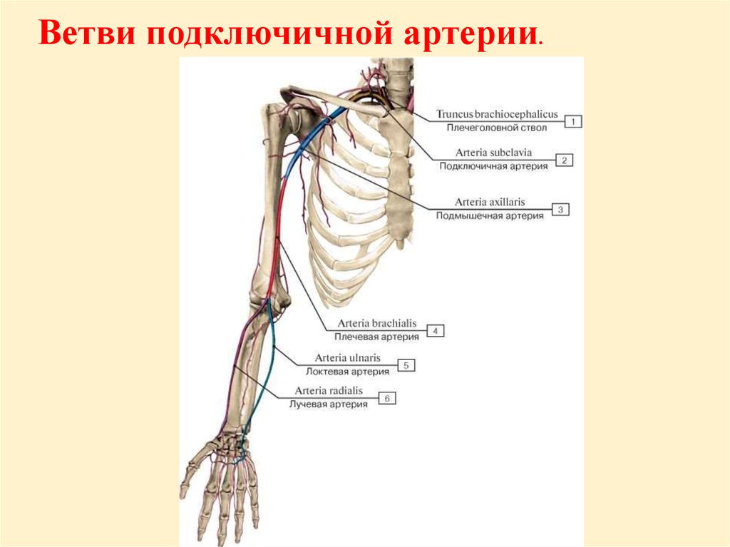 Рисунок подключичной артерии