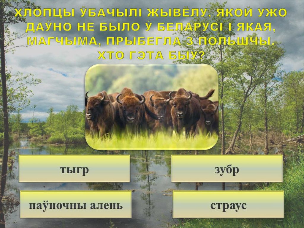 Хлопцы ўбачылі жывёлу, якой ужо даўно не было ў Беларусі і якая, магчыма, прыбегла з Польшчы. Хто гэта быў?