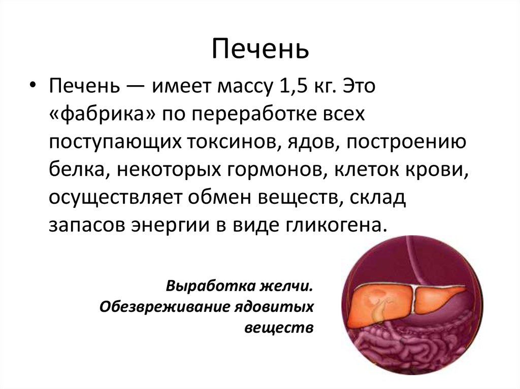 Желчь у человека вырабатывается. Печень фабрика. Желчь вырабатываемая печенью поступает в. Печень имеет 2 поверхности. Где вырабатывается желчь в печени.