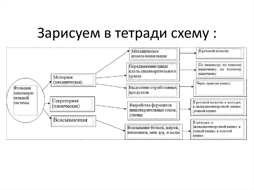 Составьте в тетради схему