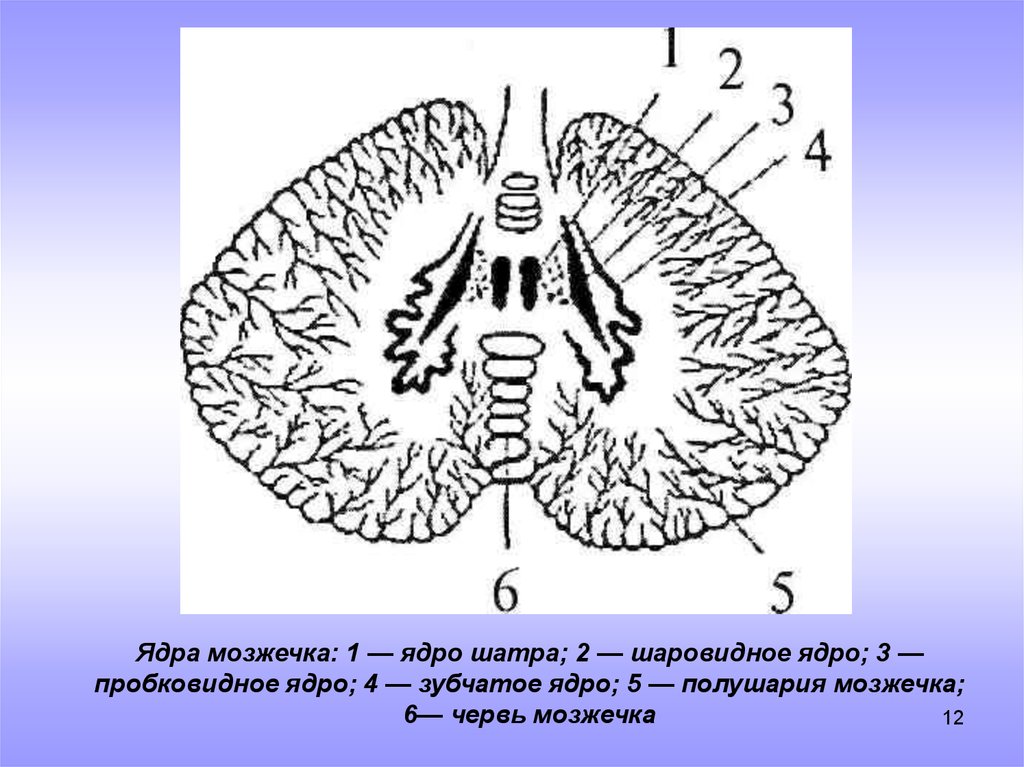 Мозжечок анатомия схема