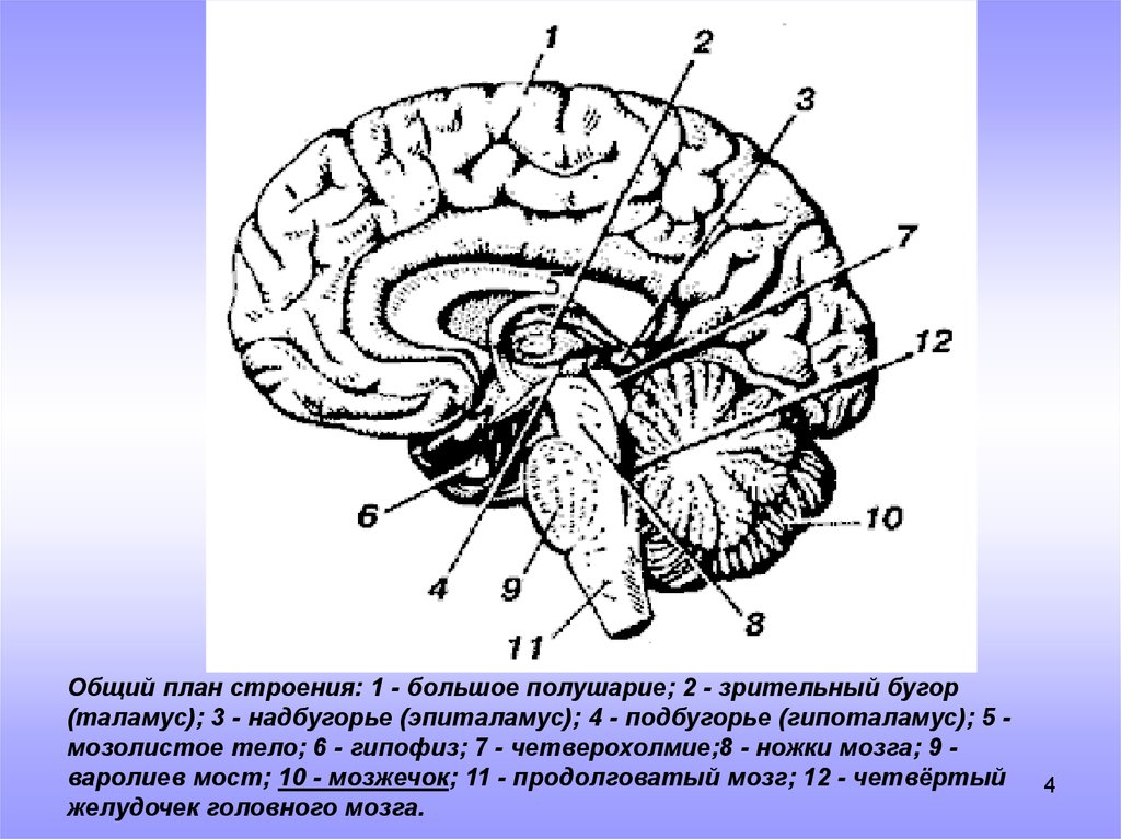 Головной мозг 7 класс. Промежуточный мозг вид сбоку. Основные отделы головного мозга схема. Зрительный бугор мозжечка. Поперечный срез головного мозга схема.