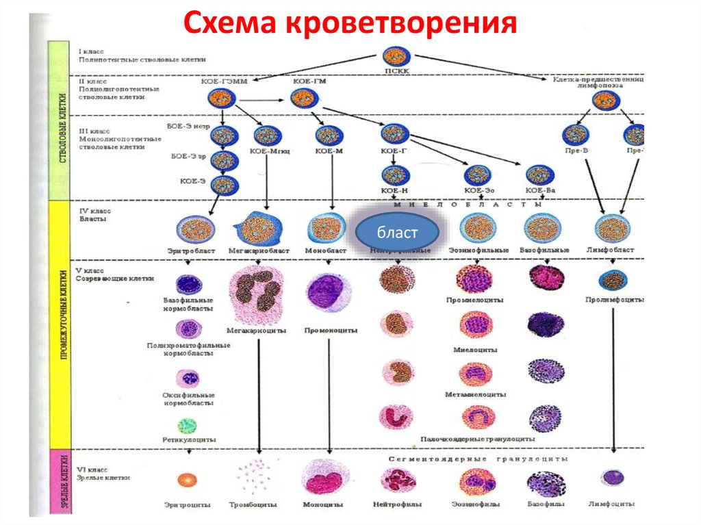 Схема кроветворения человека картинки