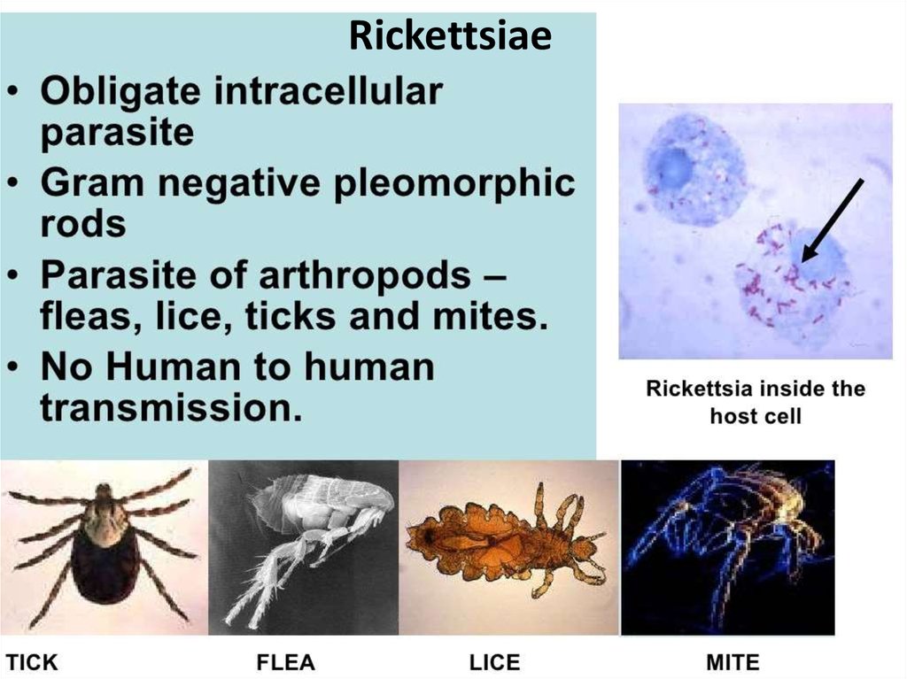 Rickettsial infection - online presentation