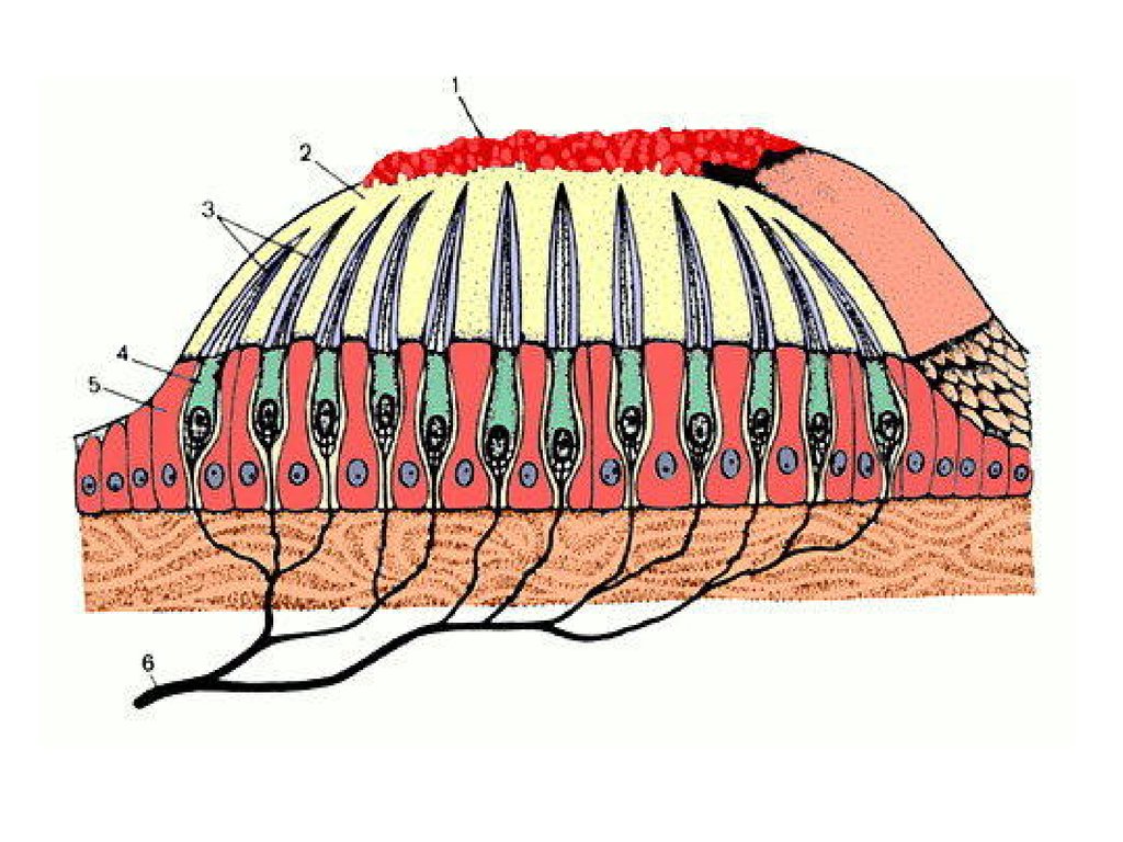 Схема строения волосковых клеток