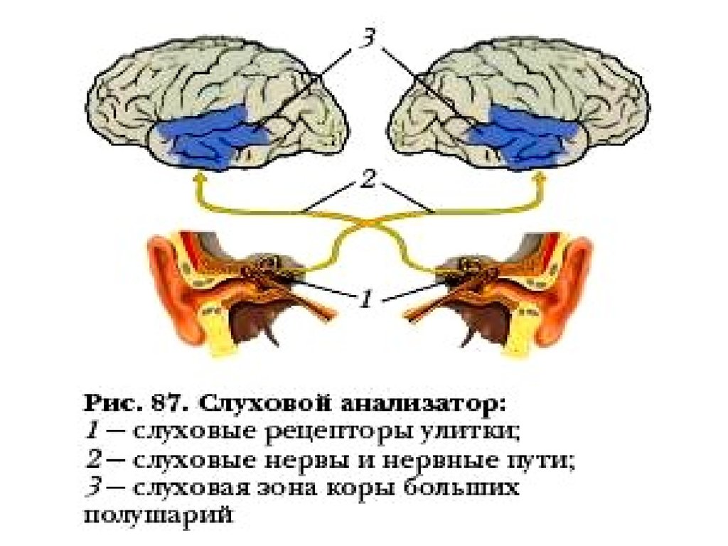 Слуховая сенсорная система презентация