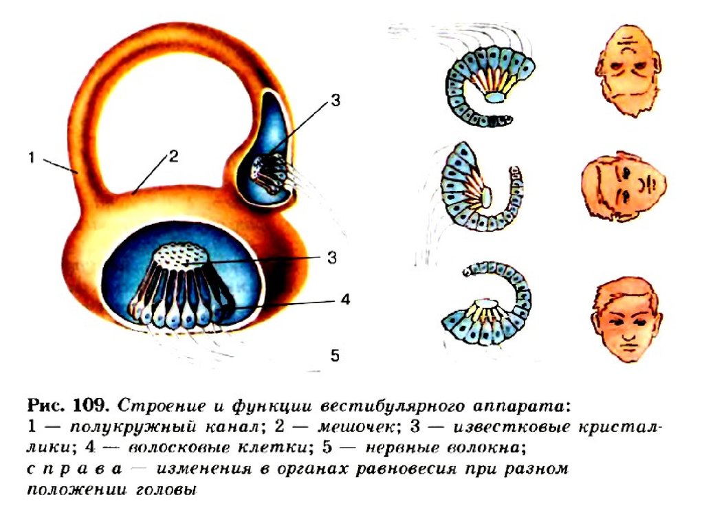 Вестибулярный анализатор рисунок