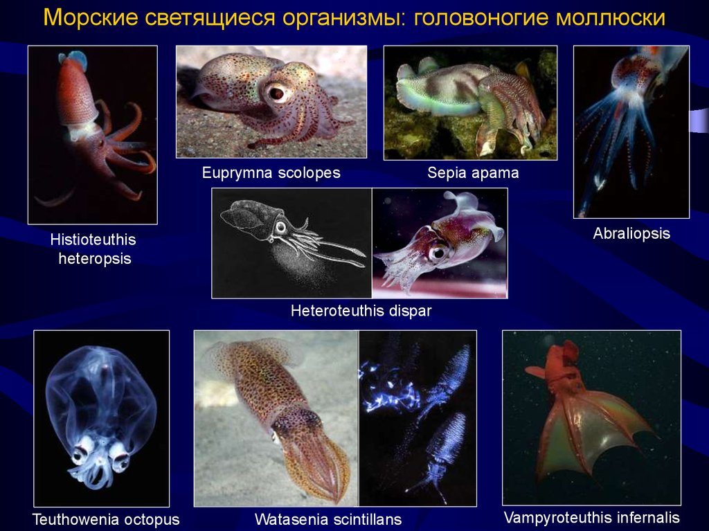 Головоногие моллюски виды. Головоногие моллюски представители представители. Головоногие моллюски dispar. Гавайский кальмар Euprymna scolopes. Светящиеся морские организмы.