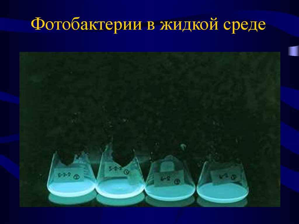 Жидкая среда. Анабиоз в жидкой среде. Биолюминесценция состав среды. Оценка загрязнений оптики в жидких средах.