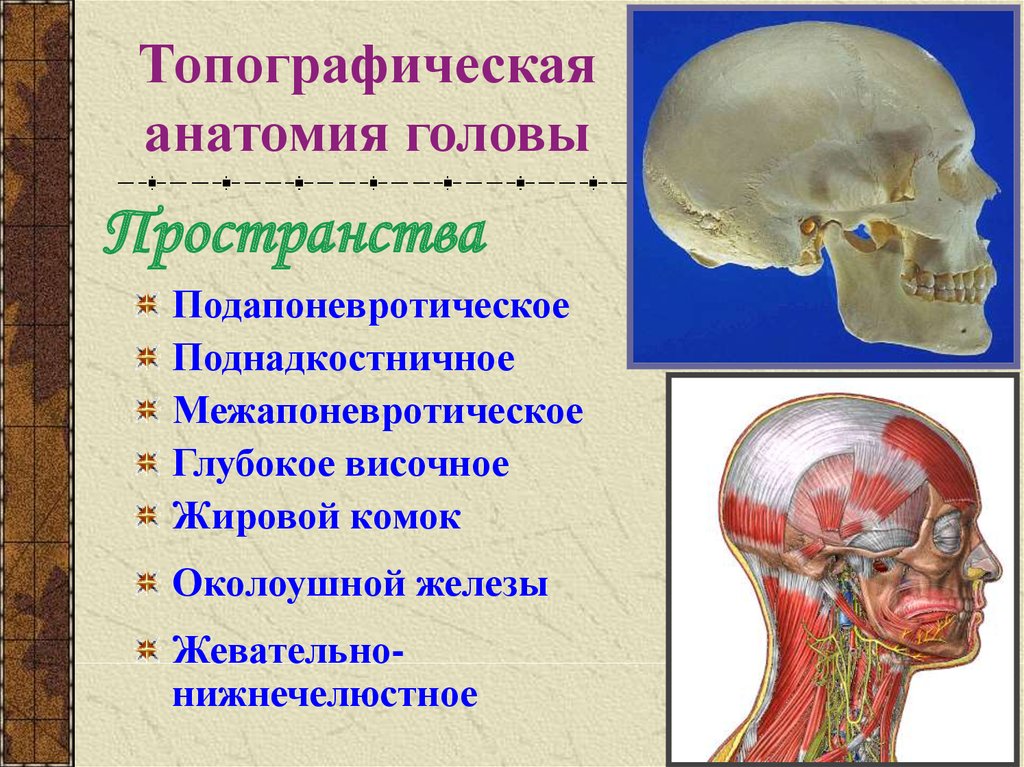Отдел затылок. Топографическая анатомия головы. Топографическая анатомия голо. Топографические образования головы. Топография головы анатомия.