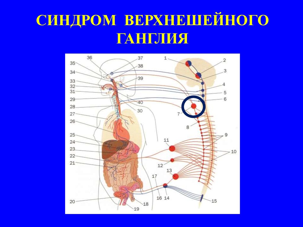 Что представляет собой ганглий. Звездчатый ганглий располагается. Синдром верхнешейного ганглия. Звездчатый симпатический ганглий. Звездчатый ганглий функции.