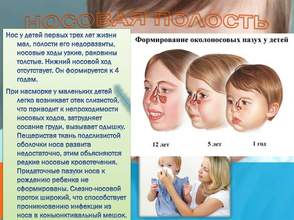 Рост носа в год. Строение носовых ходов у младенца. Строение носа и пазух у ребенка. Формирование носа у ребенка.