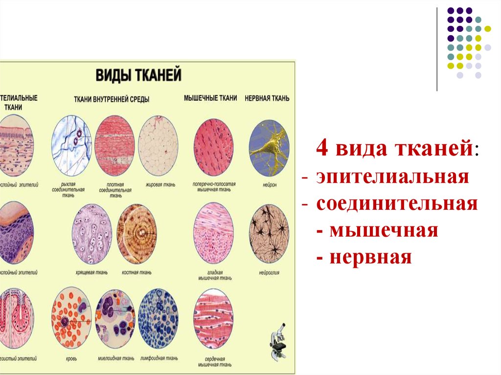 К какой ткани относится