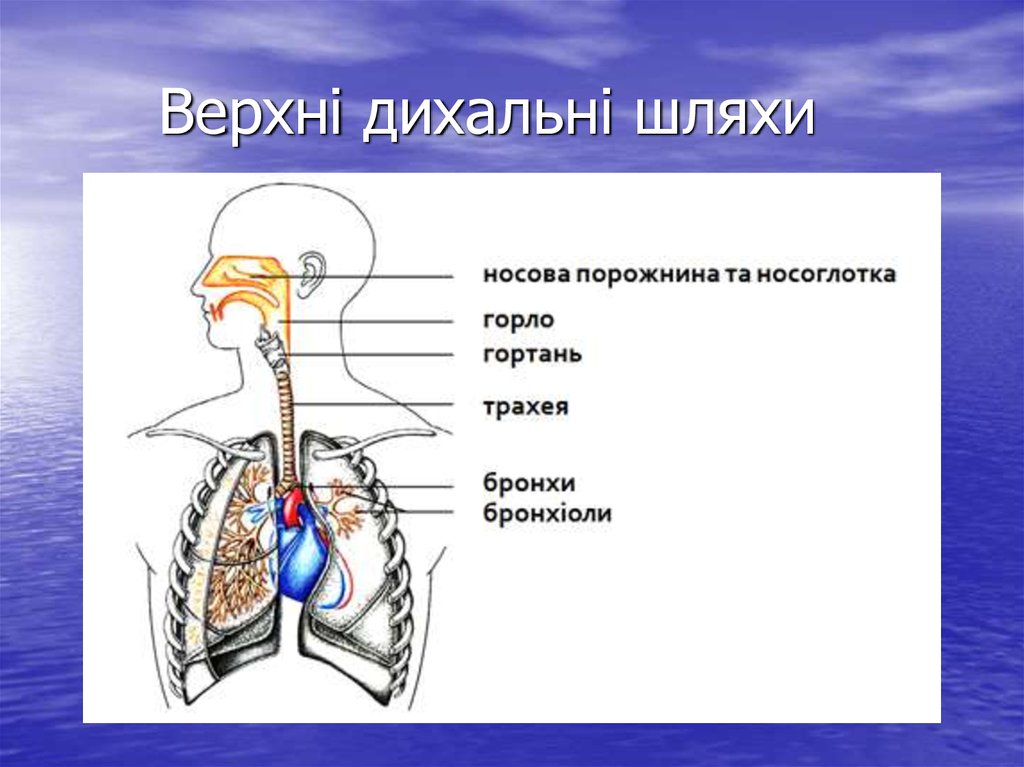 7 органы дыхания. Движение воздуха в дыхательной системе человека. Строение органов дыхания человека без подписей. Органы дыхательной системы рис 41.