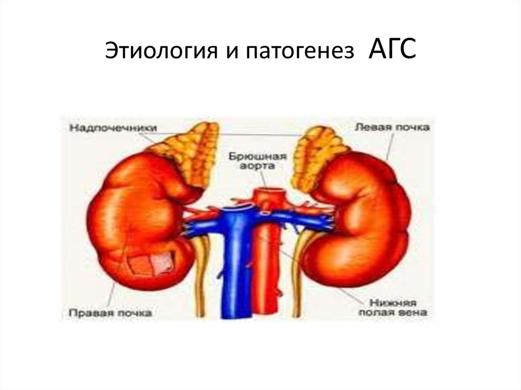 Этиология и патогенез АГС