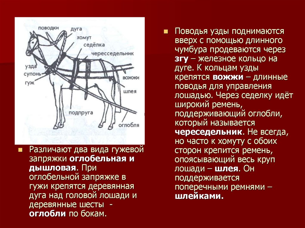 Дышло значение. Оглобли для лошади. Дышло оглобля. Оглобля дуга. Лошадь с хомутом и оглоблями.