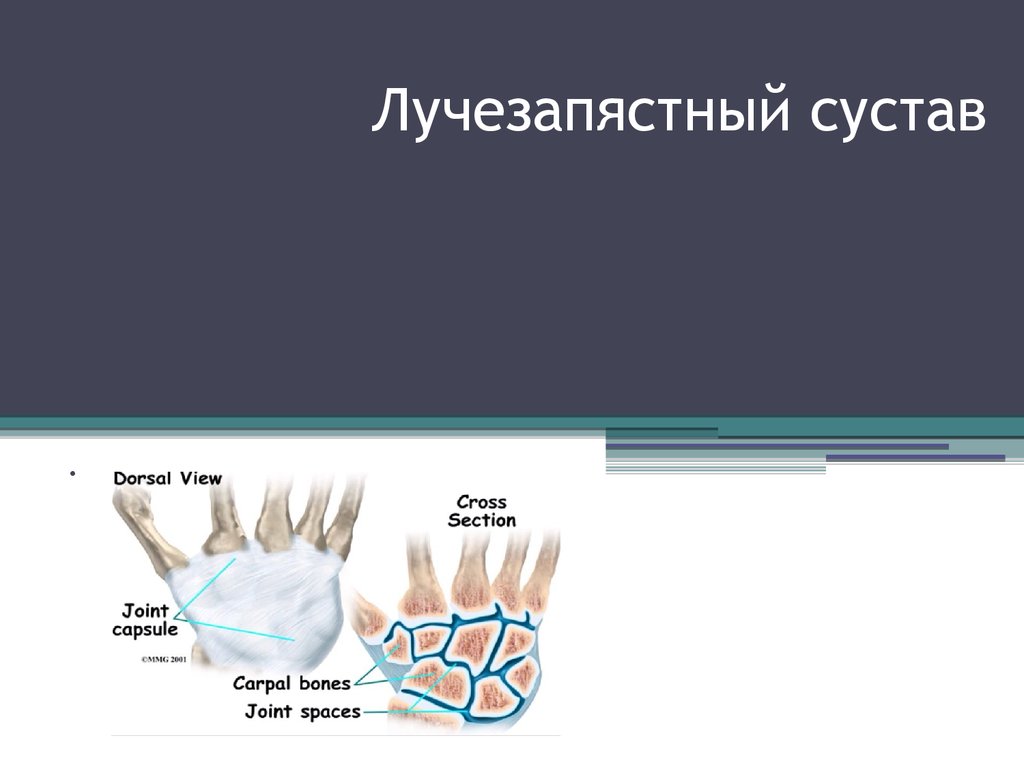 Лучше запястный сустав. Лучезапястный сустав, Art. Radiocarpea. Лучезапястный сустав презентация. Лучезапястный сустав (Art.radiocarpea) образован:. Анатомия лучезапястного сустава презентация.