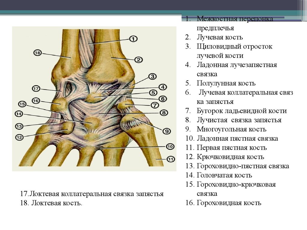 Лучезапястный сустав анатомия человека рисунок с подписями