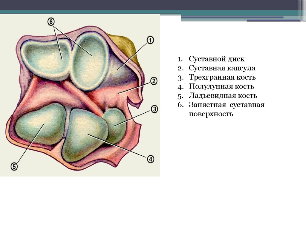 Лучезапястный сустав - презентация онлайн