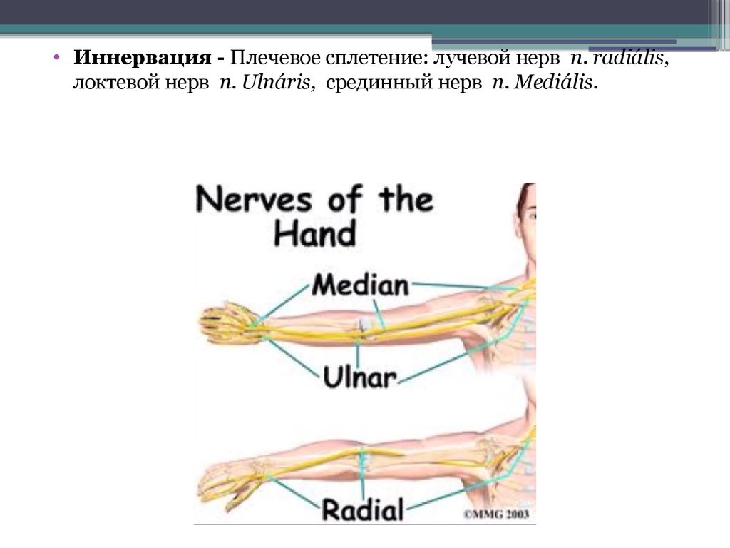 Иннервация сустава. Локтевой нерв анатомия иннервация. Локтевой нерв схема иннервации. Плечевое сплетение лучевой нерв.