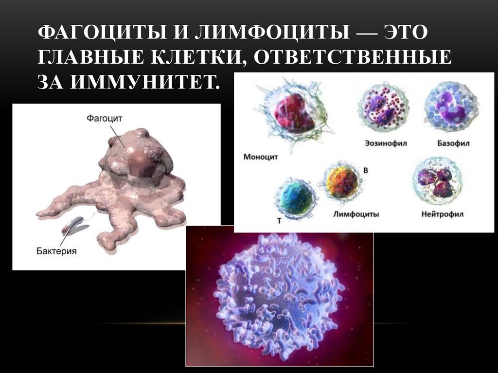 Макрофаги антитела. Фагоциты лимфоциты антитела. Клетки фагоцитоза лимфоциты. Функция фагоцитов лейкоцитов лимфоцитов. Фагоциты клеточный иммунитет.