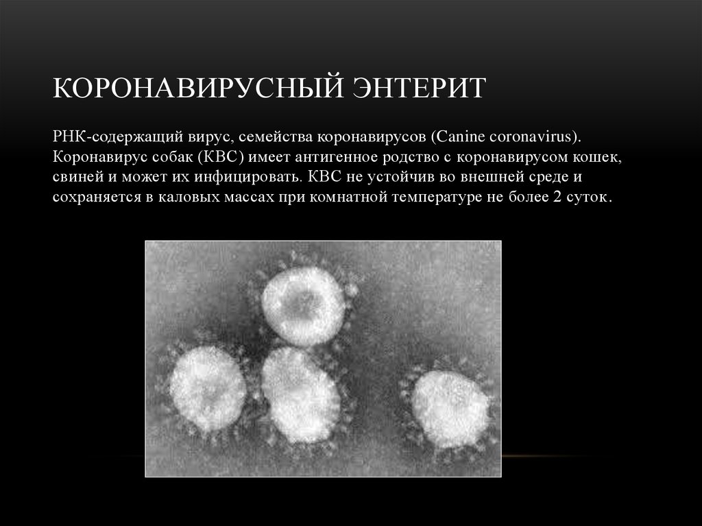 Короновирусная инфекция какая. Коронавирусный энтерит у кошек. Коронавирус энтерита собак. Coronaviridae вирусы. Вирус коронавирус презентация.