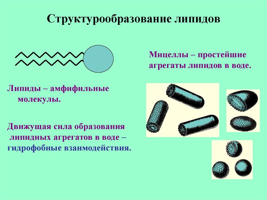 Простые липиды. Амфифильные молекулы. Мицеллы липидов. Мицеллы биохимия липиды. Амфифильные липиды биохимия.