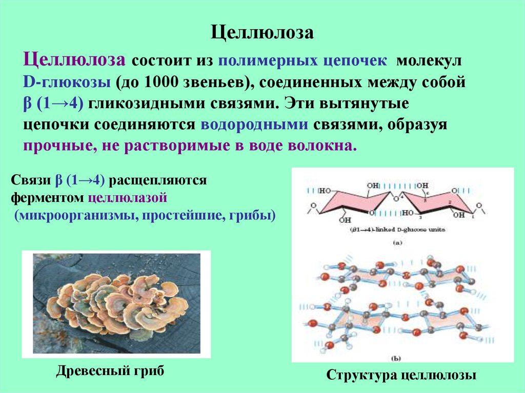 Презентация по теме целлюлоза