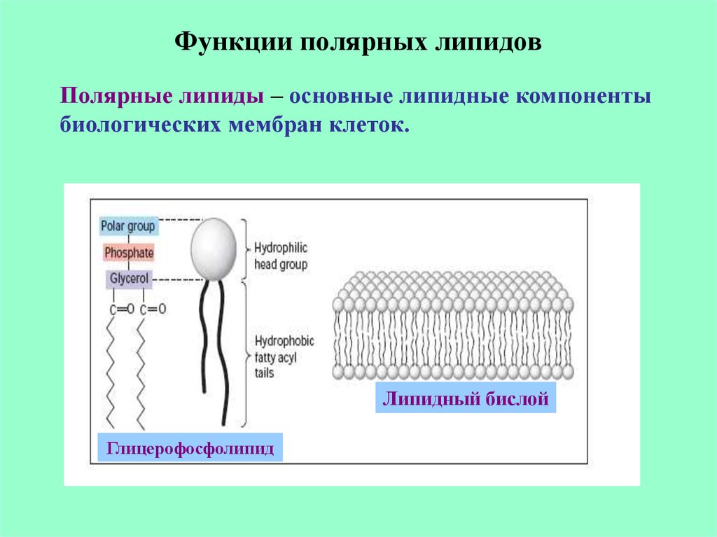 Липидная природа. Липидный бислой состоит из. Полярные липиды. Полярные и неполярные липиды. Функции Полярных липидов.