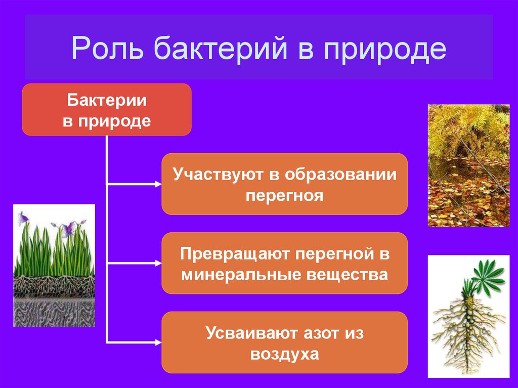 Бактериальная природа. Роль бактерий в природе. Роль микроорганизмов в образовании гумуса.. Перегной в Минеральные вещества превращают бактерии. Роль бактерий в образовании перегноя.