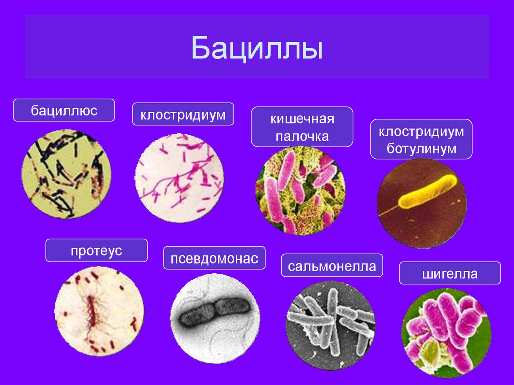 Бактерии примеры. Царство бактерии бацилла. Палочковидные бациллы примеры. Палочковидные бактерии примеры. Бациллы примеры бактерий.