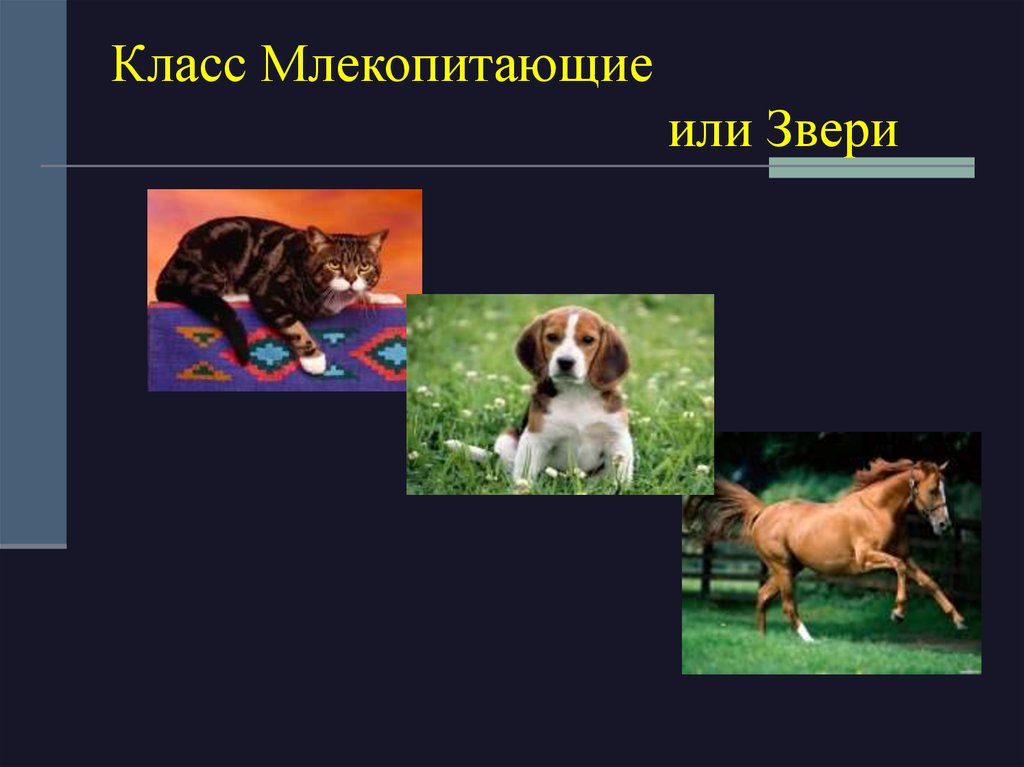 Класс звери. Класс млекопитающие или звери. Млекопитающие это класс или. Класс млекопитающие или звери кратко. Класс млекопитающие или звери 8 класс.