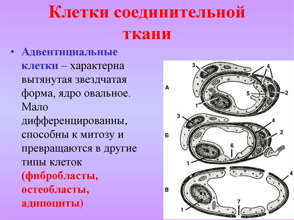 Адвентициальные клетки рисунок