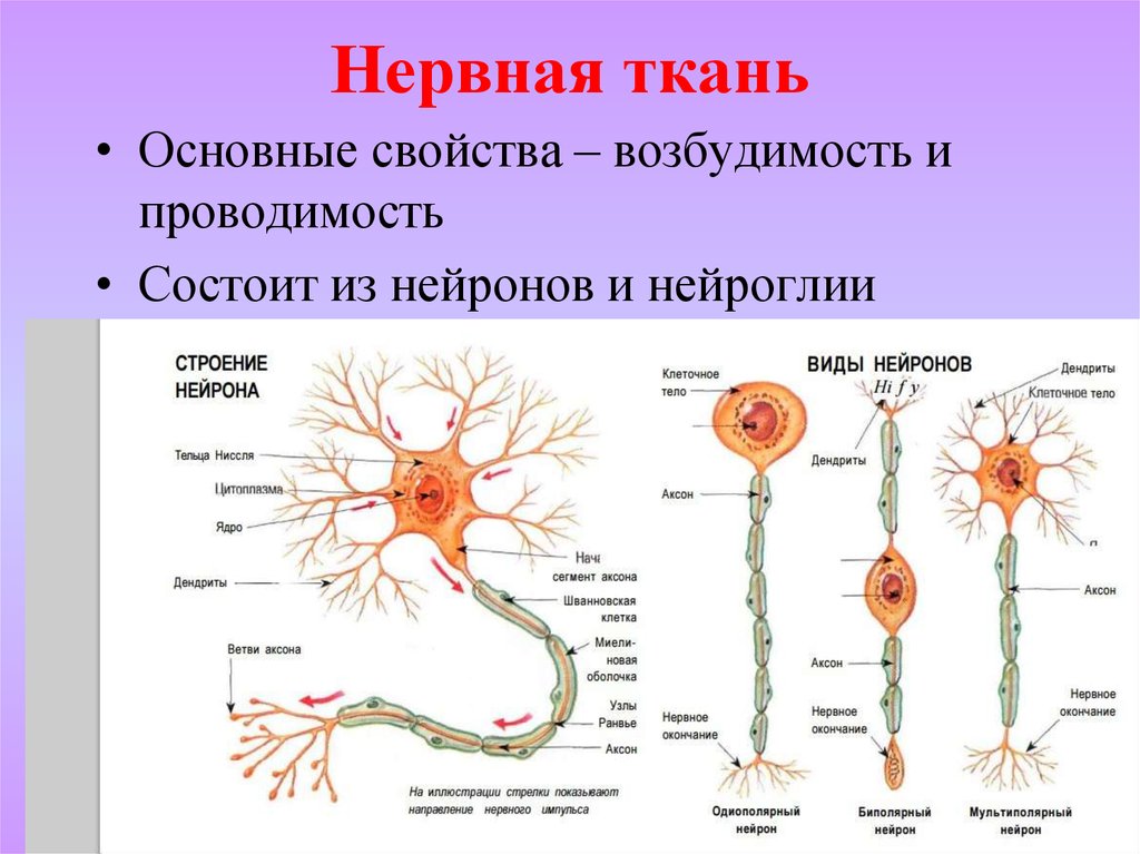 Основная клетка нервной системы. Строение клетки нервной ткани. Нервная ткань строение нейрона. Строение клетки нервной ткани нейрона. Нервная ткань. Нейрон, строение, типы..