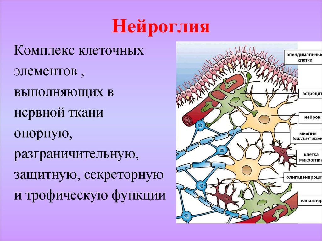 Какая ткань организма человека содержит глиальные клетки. Строение нейроглии гистология. Строение нейроглии нервной ткани. Нервная ткань клетки нейроглии. Нервная ткань рисунок глия.
