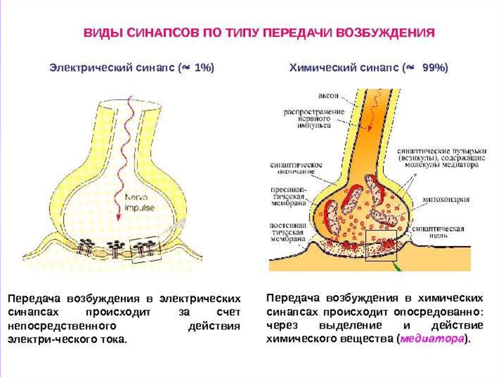 Типы возбуждения. Механизм синаптической передачи возбуждения. Строение электрического синапса физиология. Строение электрического синапса рисунок. Строение электрического и химического синапса.