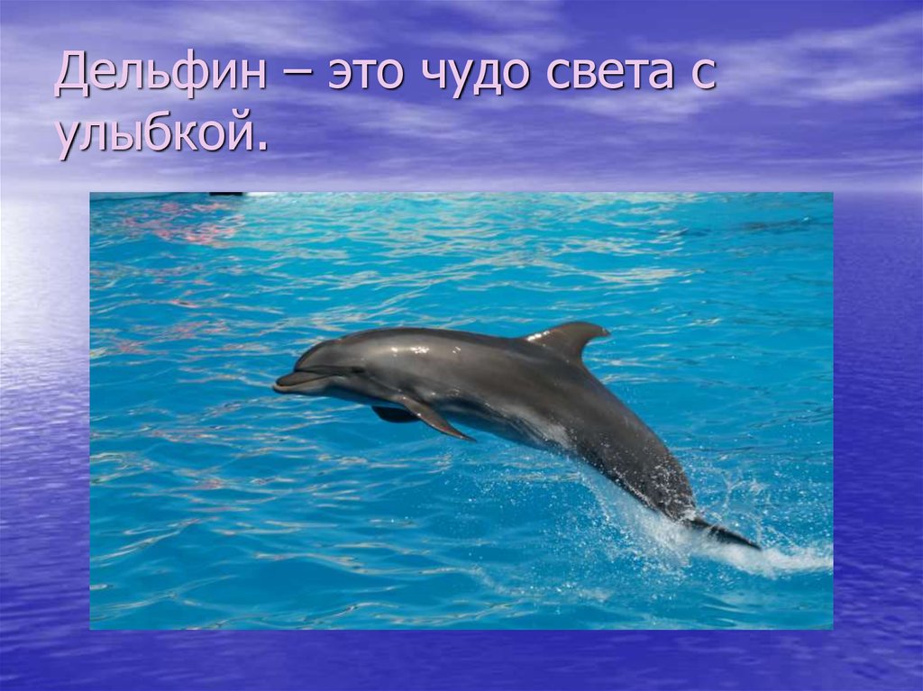 Загадка про дельфина. Загадка про дельфина для детей. Дельфин загадка для детей. Загадки про дельфинов. Загадка о дельфине.