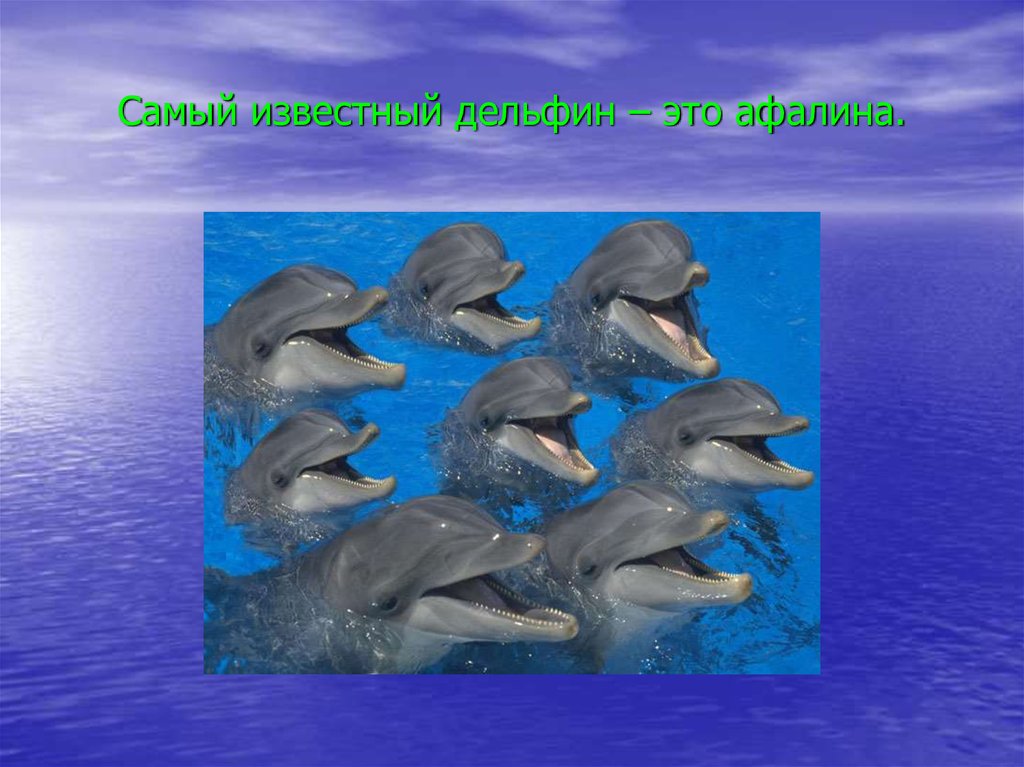 Загадка про дельфина. Загадки про дельфинов. Загадка о дельфине. Загадка про дельфина для детей.