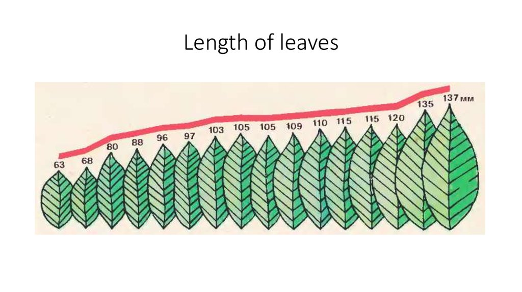 Length of leaves