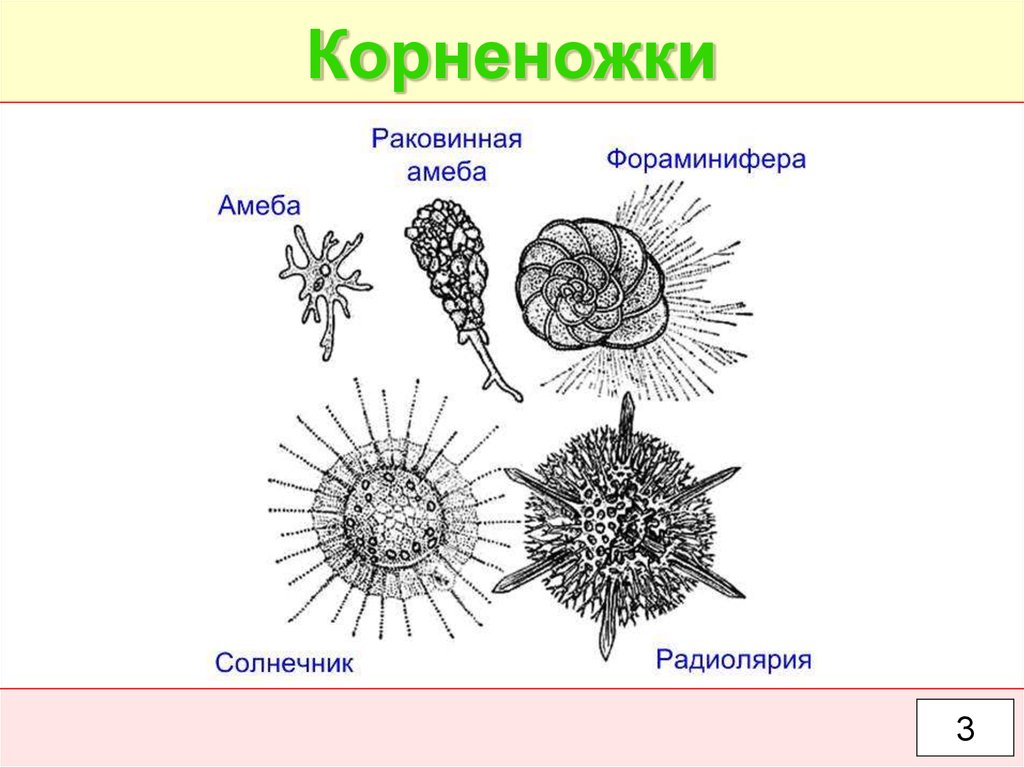 Определи название животного изображенного на рисунке радиолярия солнечник фораминифера амеба протей