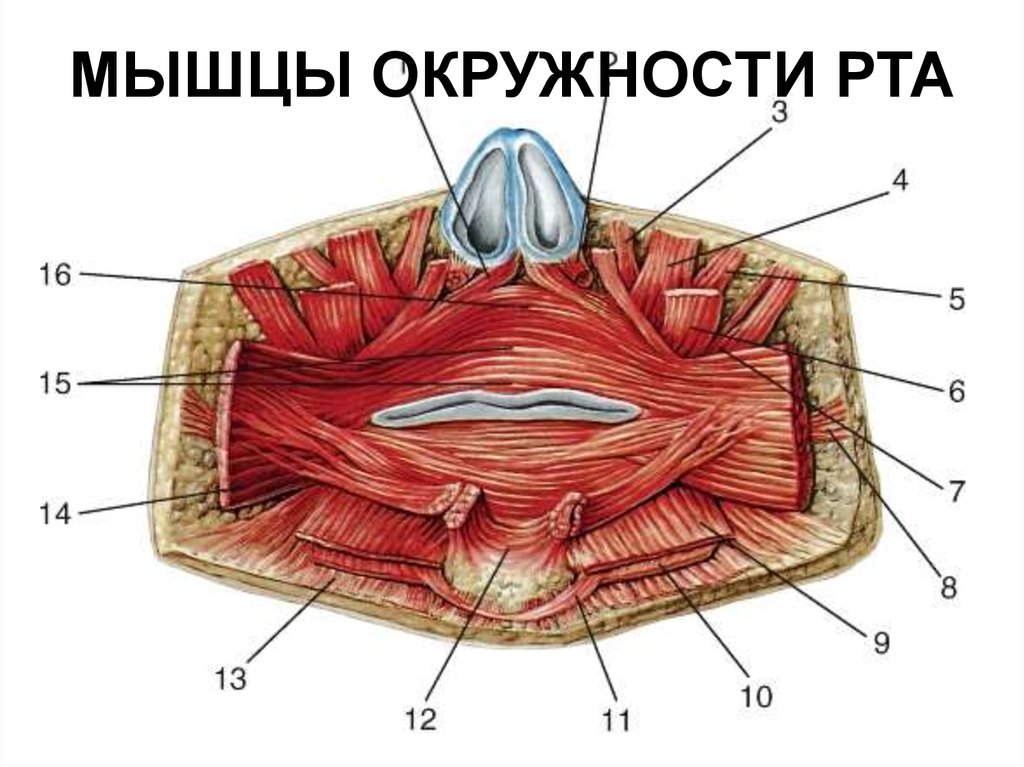 Губы мышцы рта. Круговая мышца губ анатомия. Мышцы окружающие ротовую щель.