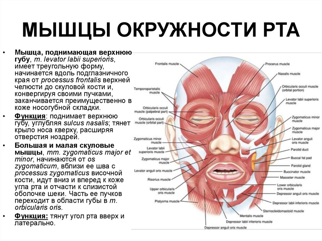 Мышцы головы рисунок