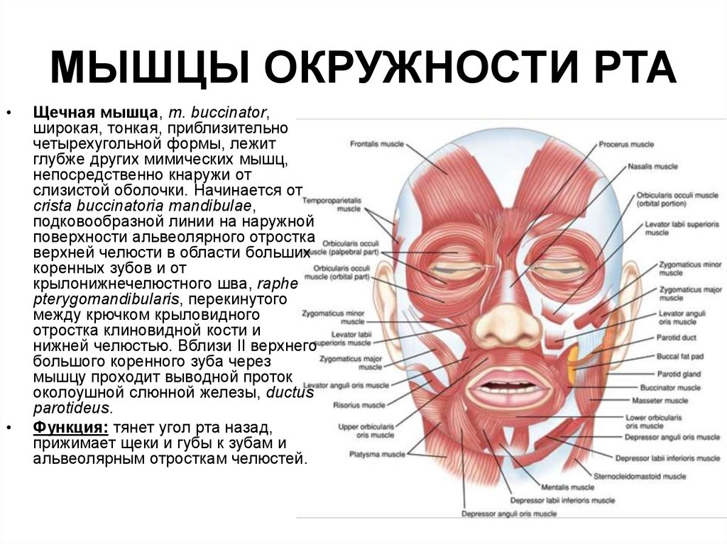Губы мышцы рта